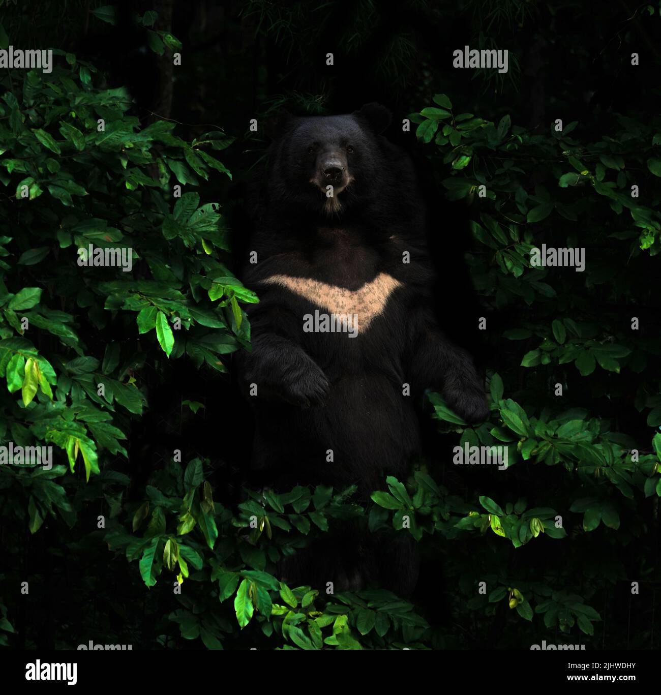 asiatic black bear standing in the dark tropical forest Stock Photo