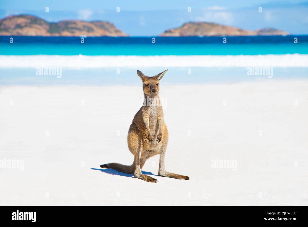 A baby kangaroo on the beautiful lucky bay beach in Esperance, Western Australia Stock Photo