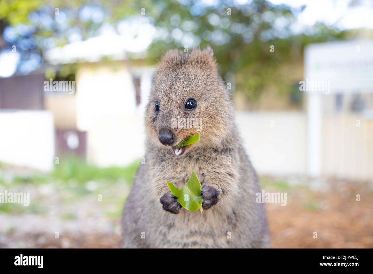 Quokka Smiling Quokka Smiling