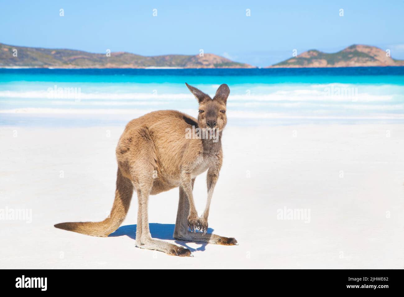 A kangaroo on the beautiful lucky bay beach in Esperance, Western Australia Stock Photo