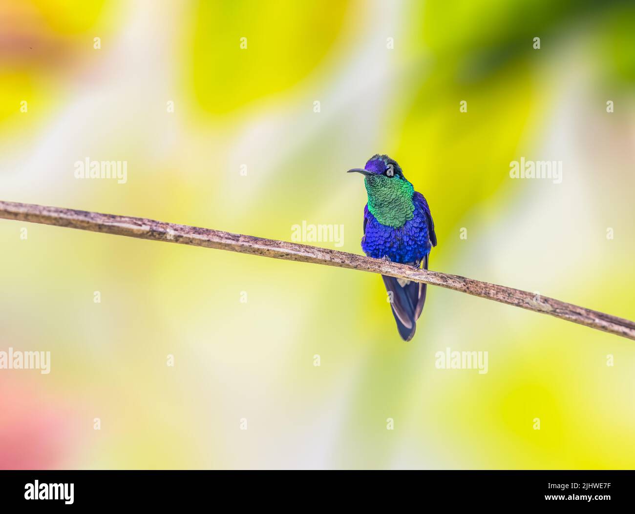 Violet crowned woodnymph thalurania hi-res stock photography and images ...