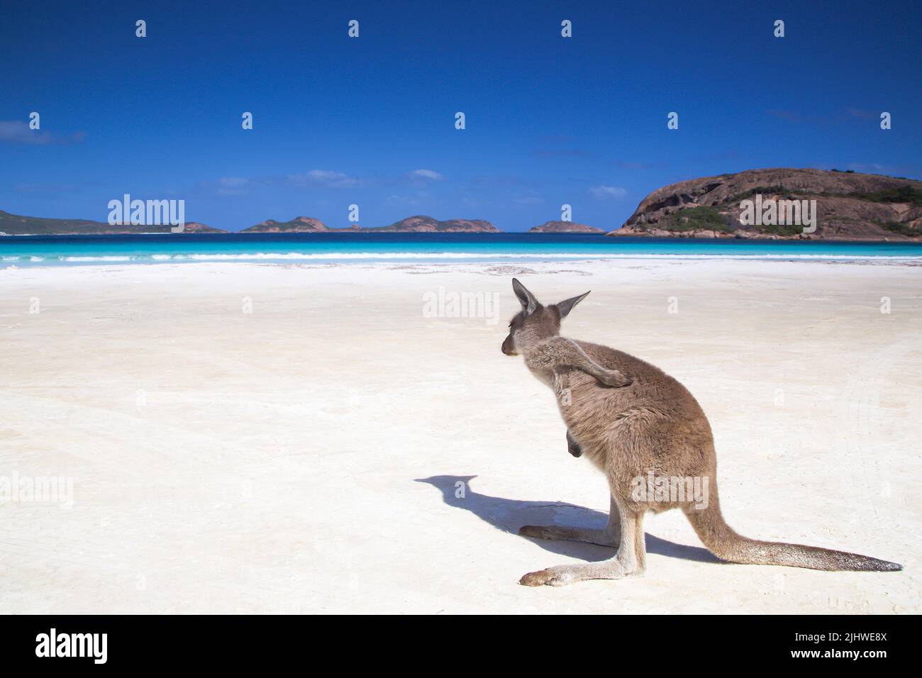 Kangaroo having low back pain at Lucky bay beach in Esperance Western Australia Stock Photo