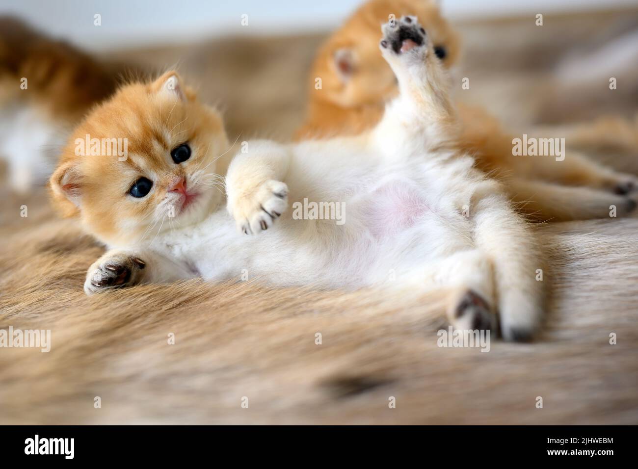 A kitten lies supine on a brown woolen carpet. Innocent looking kitten. British Shorthair, pure and beautiful, golden bloodline. Adorable, posing comf Stock Photo