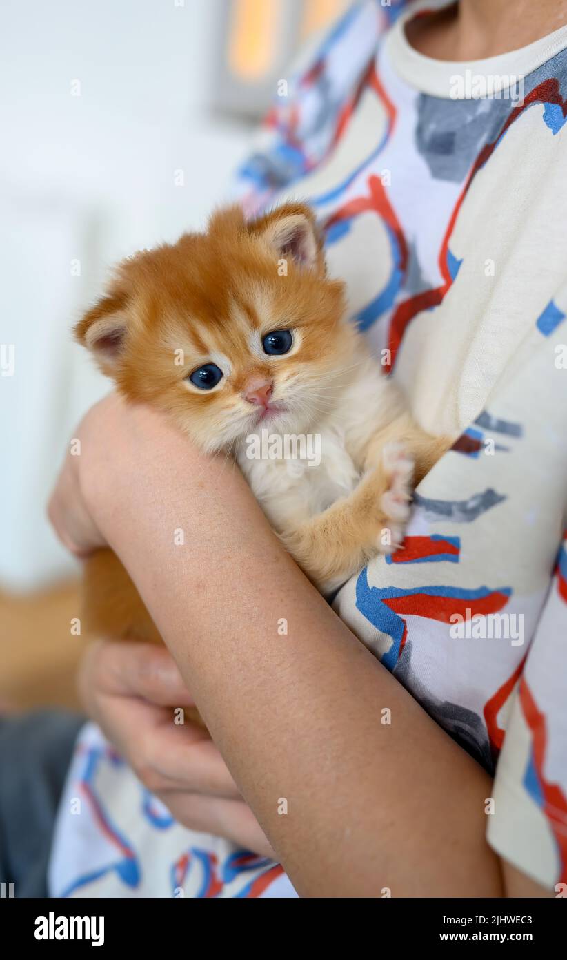 woman holding baby kitten British Short Hair Golden Hair innocent look, man hugging little cat front view full body and looking, nice pedigree cat ver Stock Photo