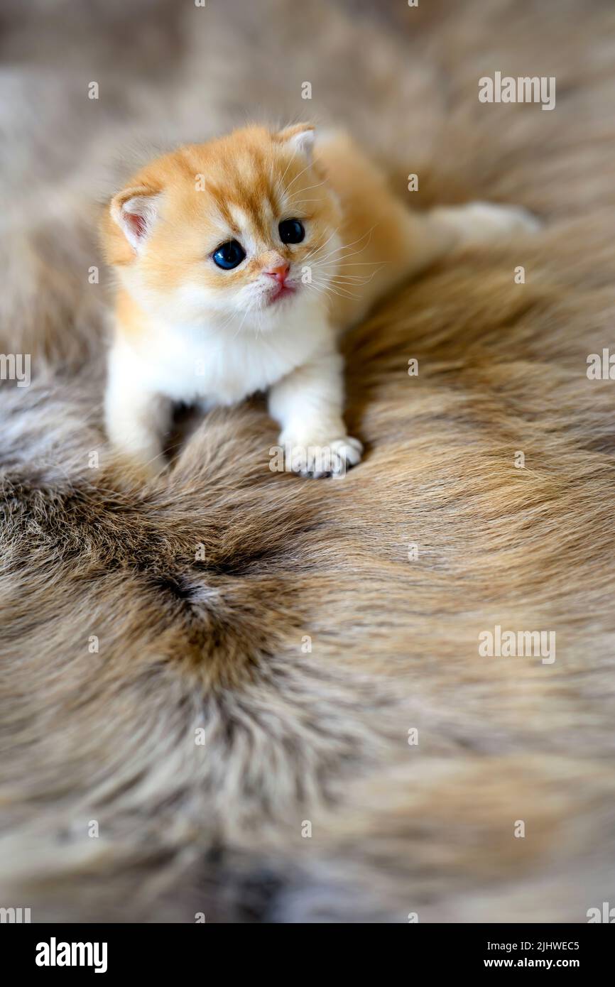 Baby kittens are learning to crawl on a brown wool carpet. British Short Hair Golden Hair Innocent looking mischievous strolling, full front view. Stock Photo