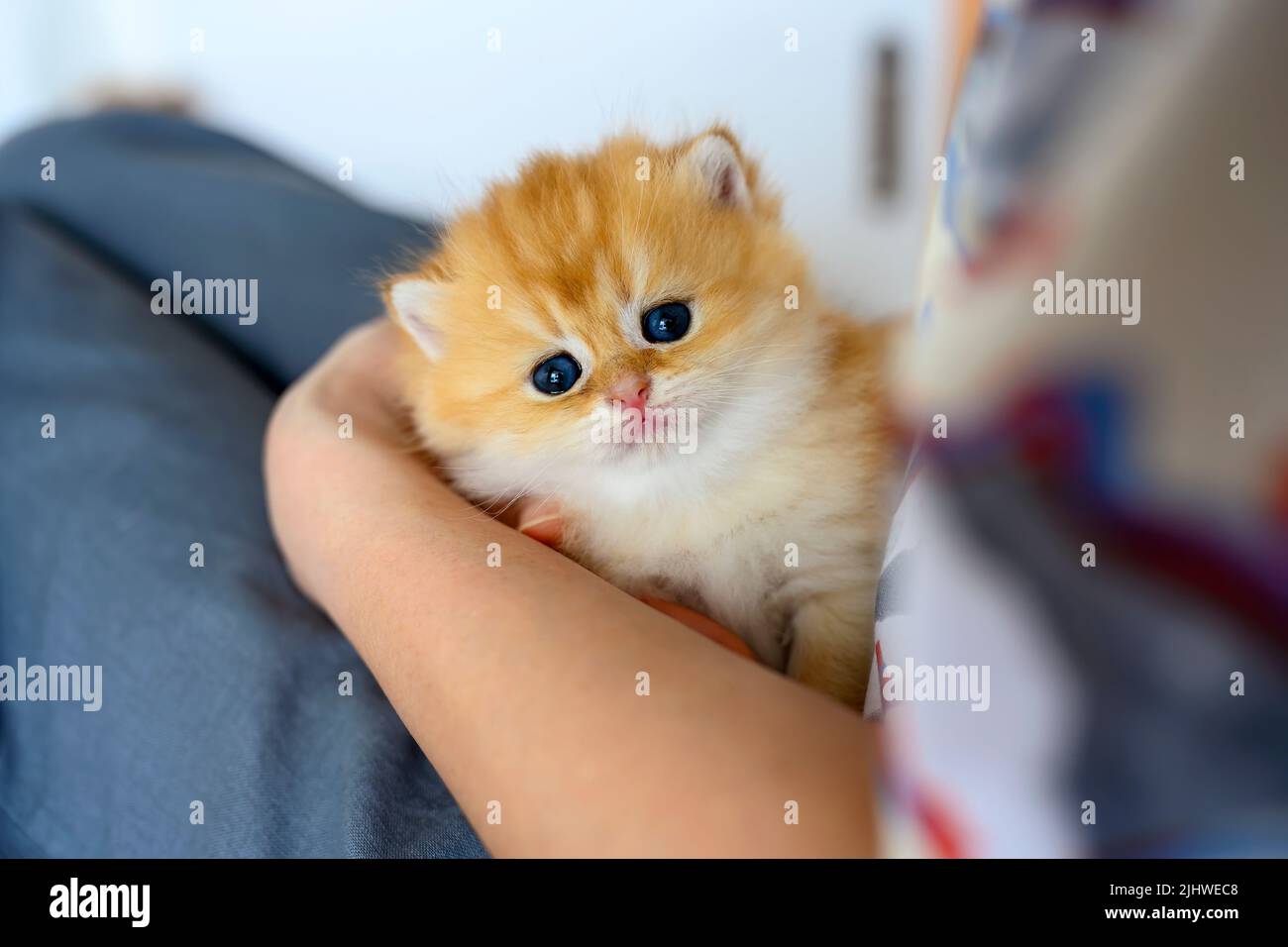 woman holding baby kitten British Short Hair Golden Hair innocent look, man hugging little cat front view full body and looking, nice pedigree cat ver Stock Photo