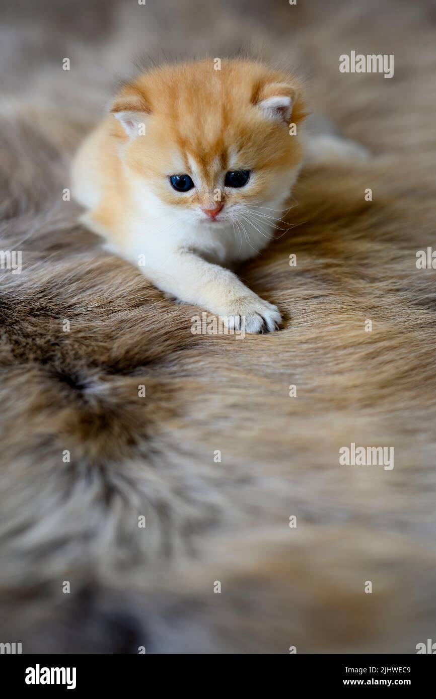 Baby kittens are learning to crawl on a brown wool carpet. British Short Hair Golden Hair Innocent looking mischievous strolling, full front view. Stock Photo