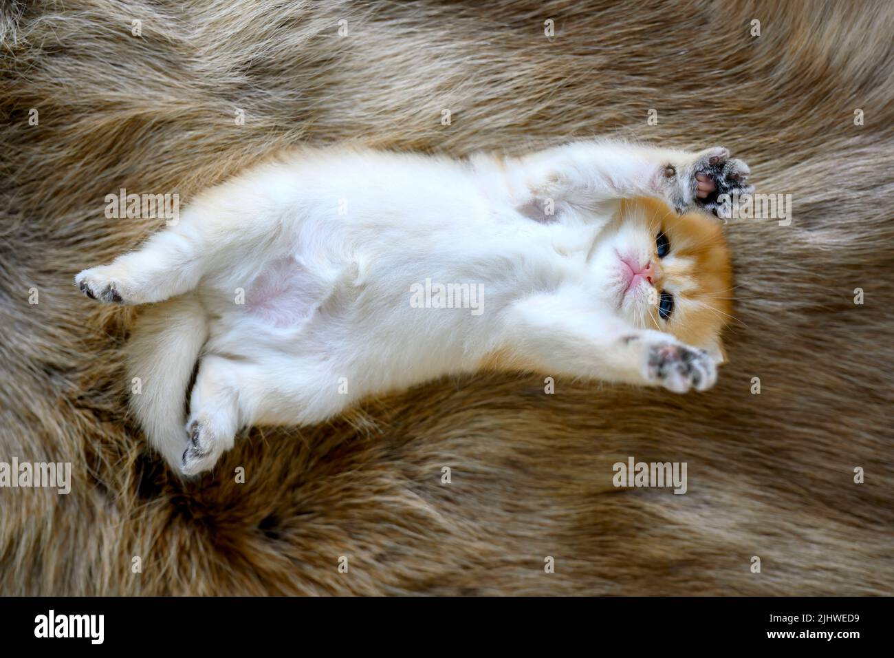 A kitten lies supine on a brown woolen carpet. Innocent looking kitten. British Shorthair, pure and beautiful, golden bloodline. Adorable, posing comf Stock Photo