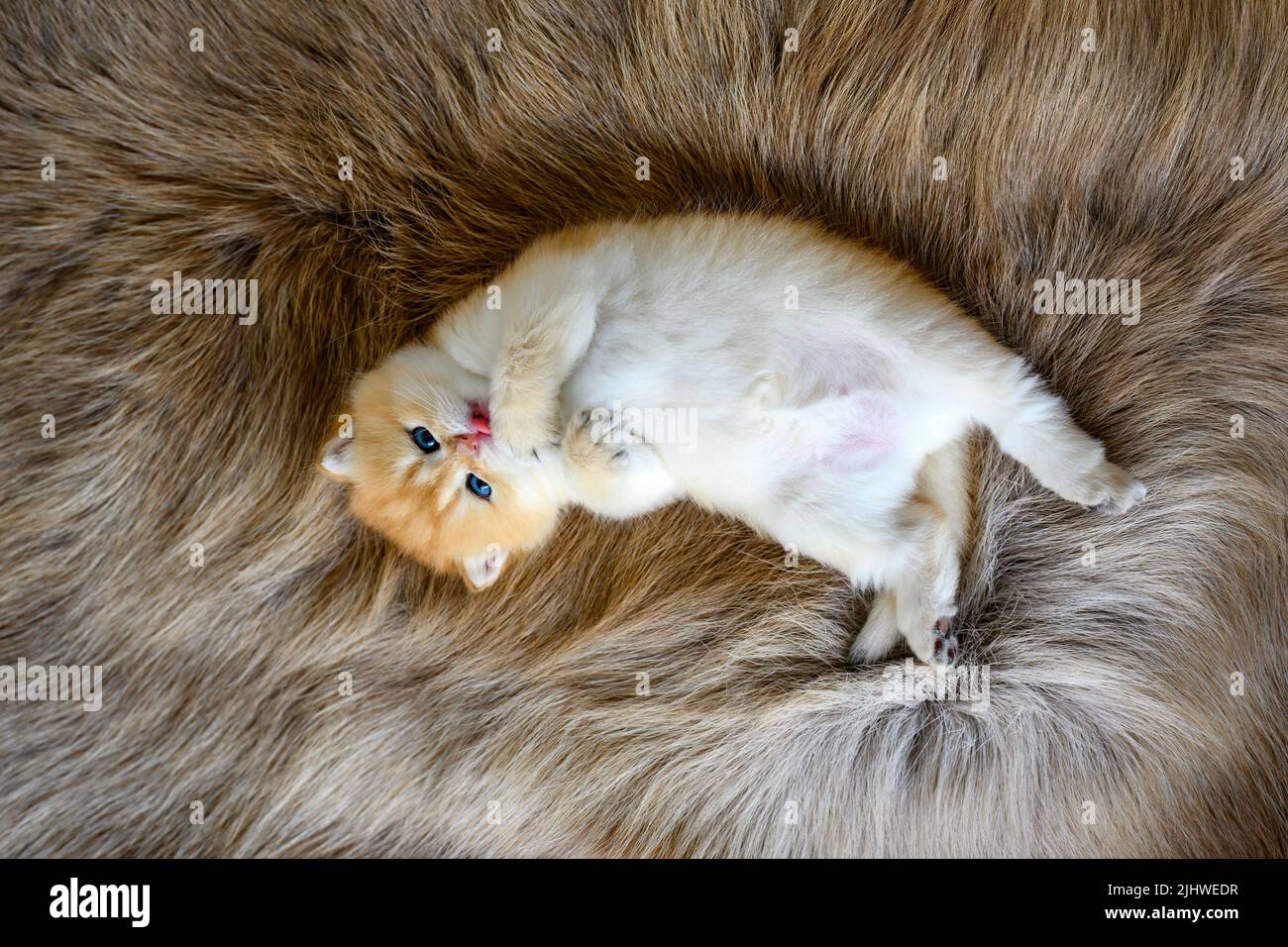 A kitten lies supine on a brown woolen carpet. The innocent kitten is licking its fur and biting its feet. British short hair cute, lying posing with Stock Photo