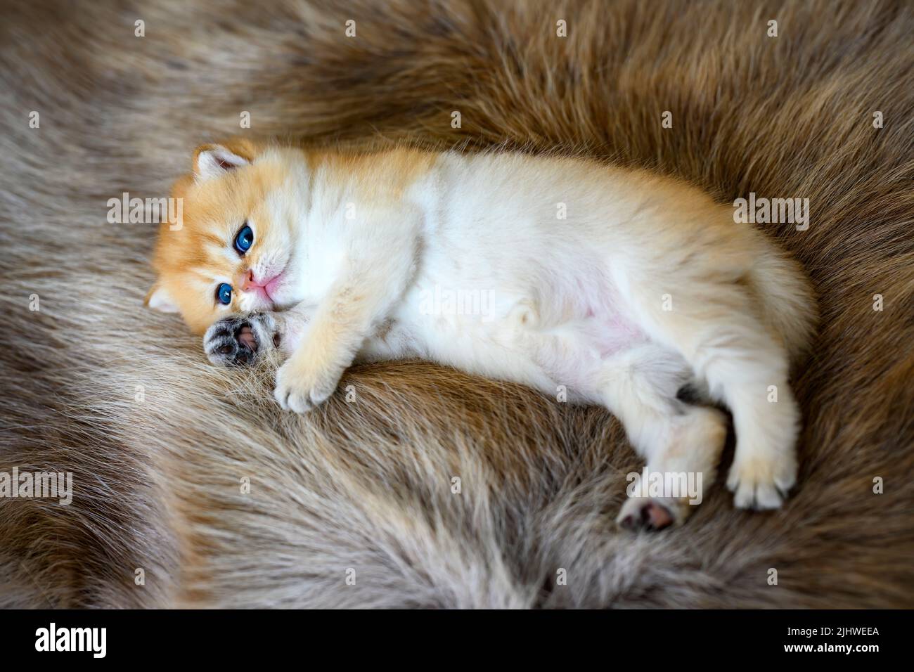 A kitten lying on a brown fur rug is posing on its side. British Short Hair Golden Hair His innocent face was sleepy, his eyes drooping, his expressio Stock Photo