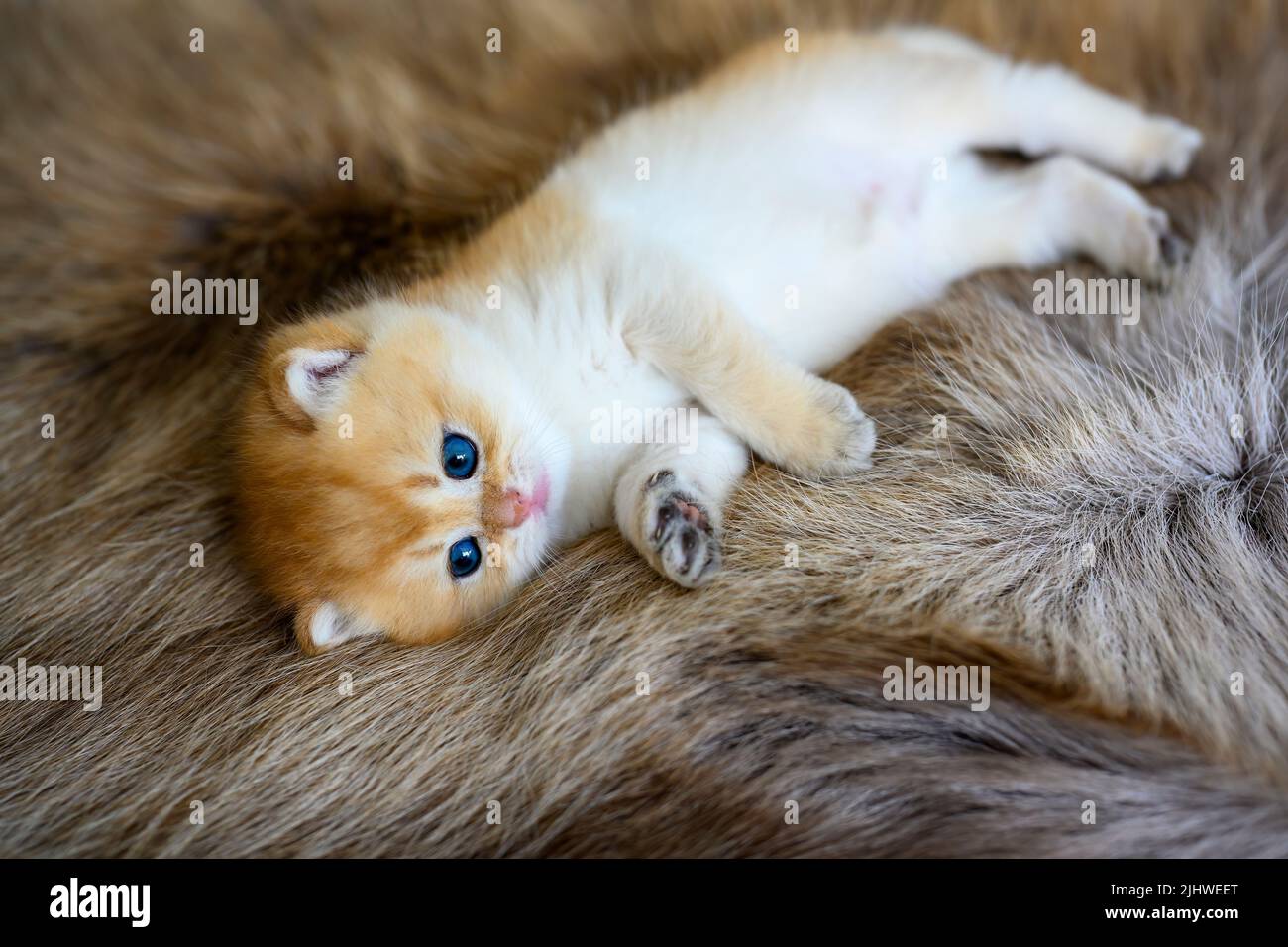 A kitten lying on a brown fur rug is posing on its side. British Short Hair Golden Hair His innocent face was sleepy, his eyes drooping, his expressio Stock Photo