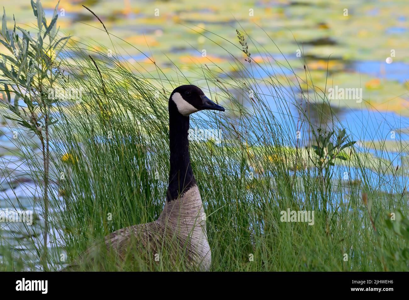 A wild Canada Goose  (Branta canadensis); standing in some marsh grass on the edge of a calm lake Stock Photo