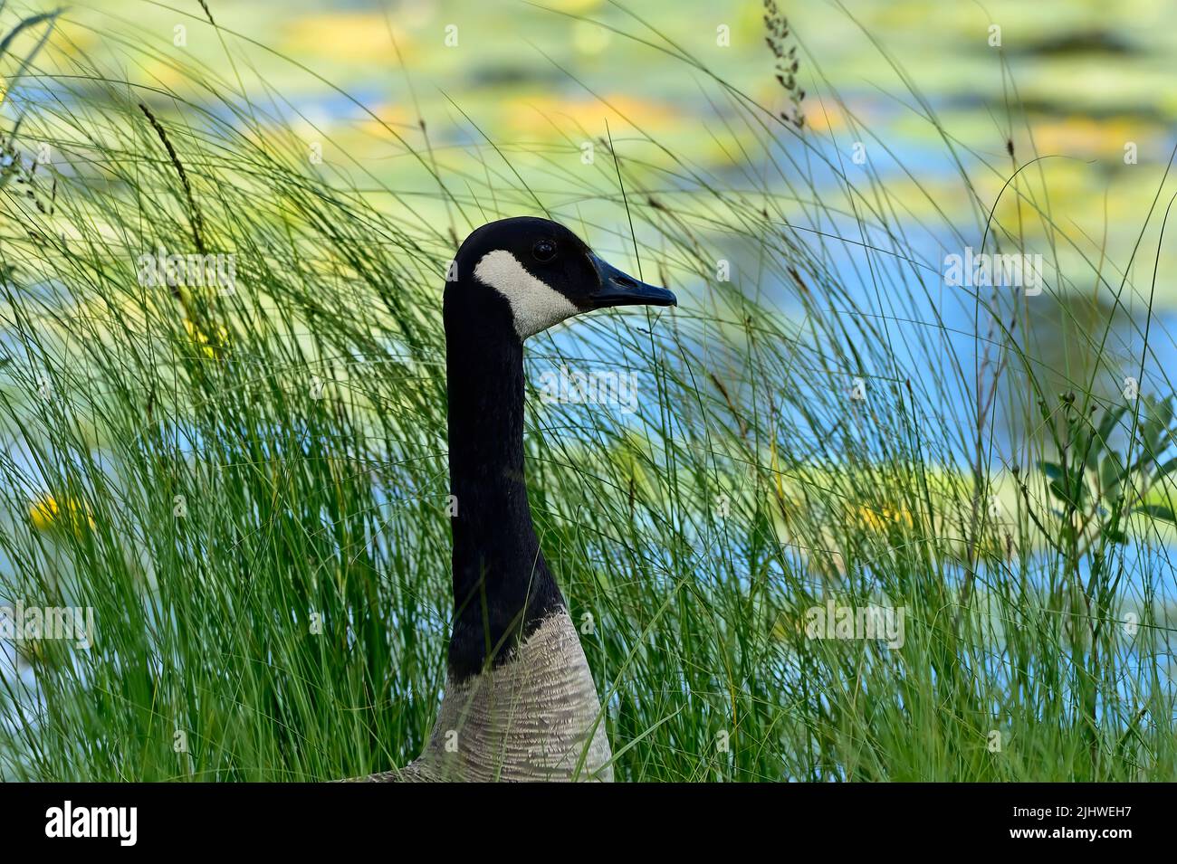 A wild Canada Goose standing in some tall marsh grass on the edge of a calm lake Stock Photo