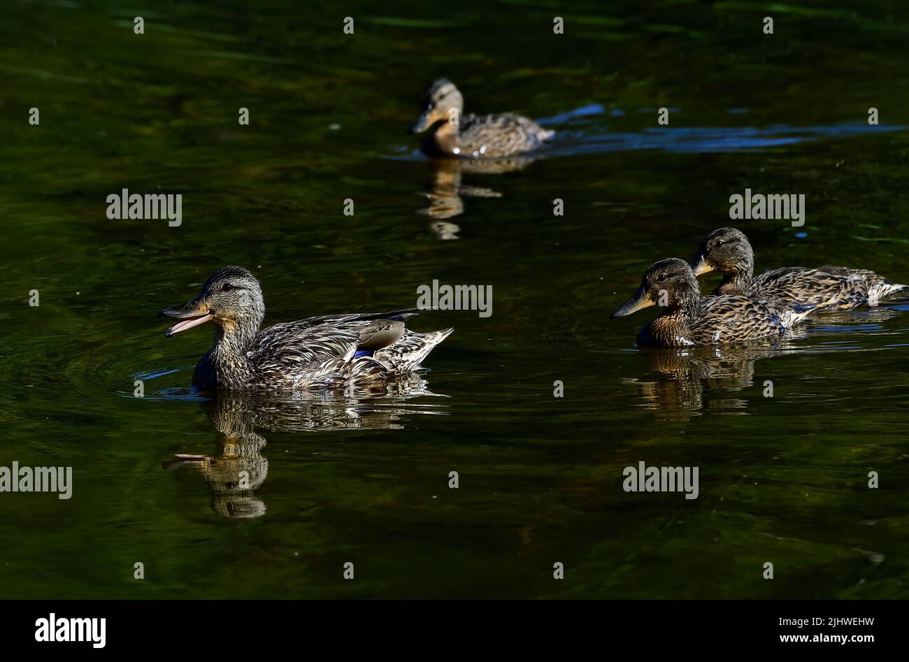A mother Mallard duck ' Anas platyrhynchos', leading her brood through the calm waters of a rural Alberta Lake Stock Photo