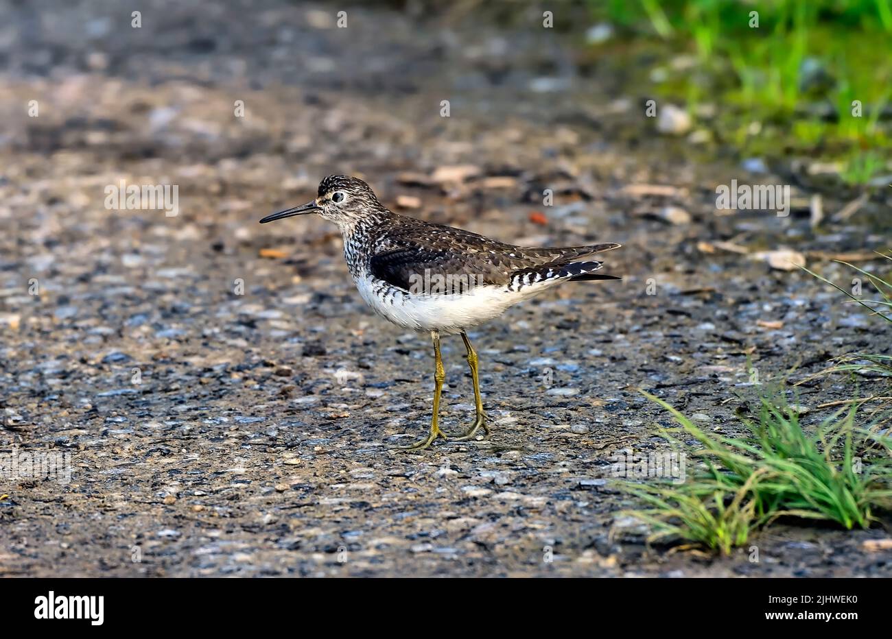 A Solitary Sandpiper, Tringa solitaria, bird walking along the shore of a rural lake in northern Alberta Canada. Stock Photo