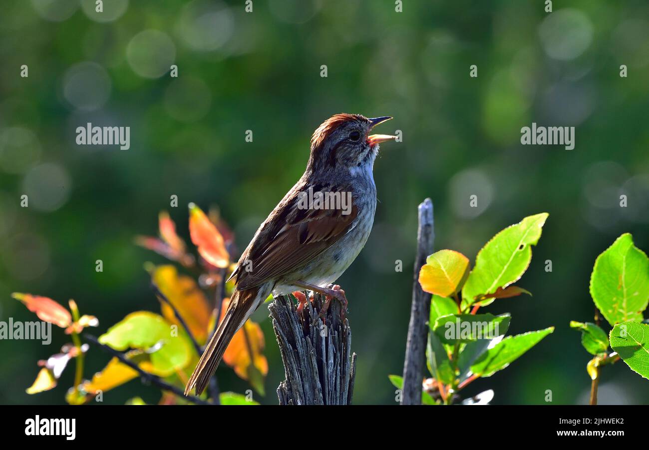 A wild swamp sparrow singing in the spring season trying to attract a mate in rural habitat. Stock Photo