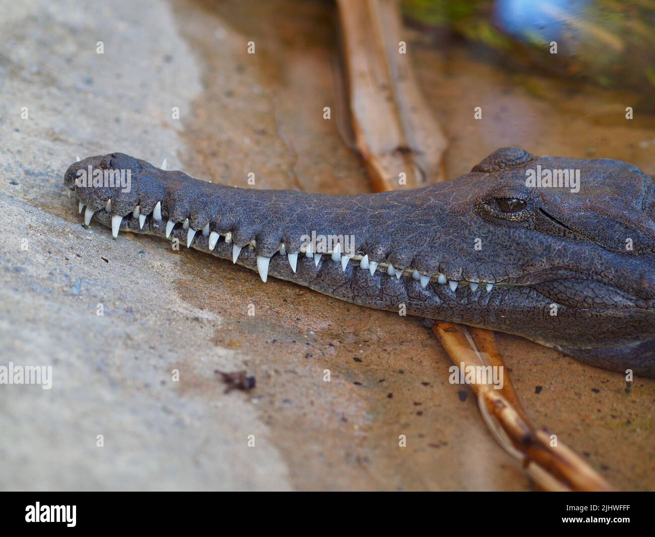 Remarkable awesome Freshwater Crocodile with bright eyes and fine sharp teeth. Stock Photo