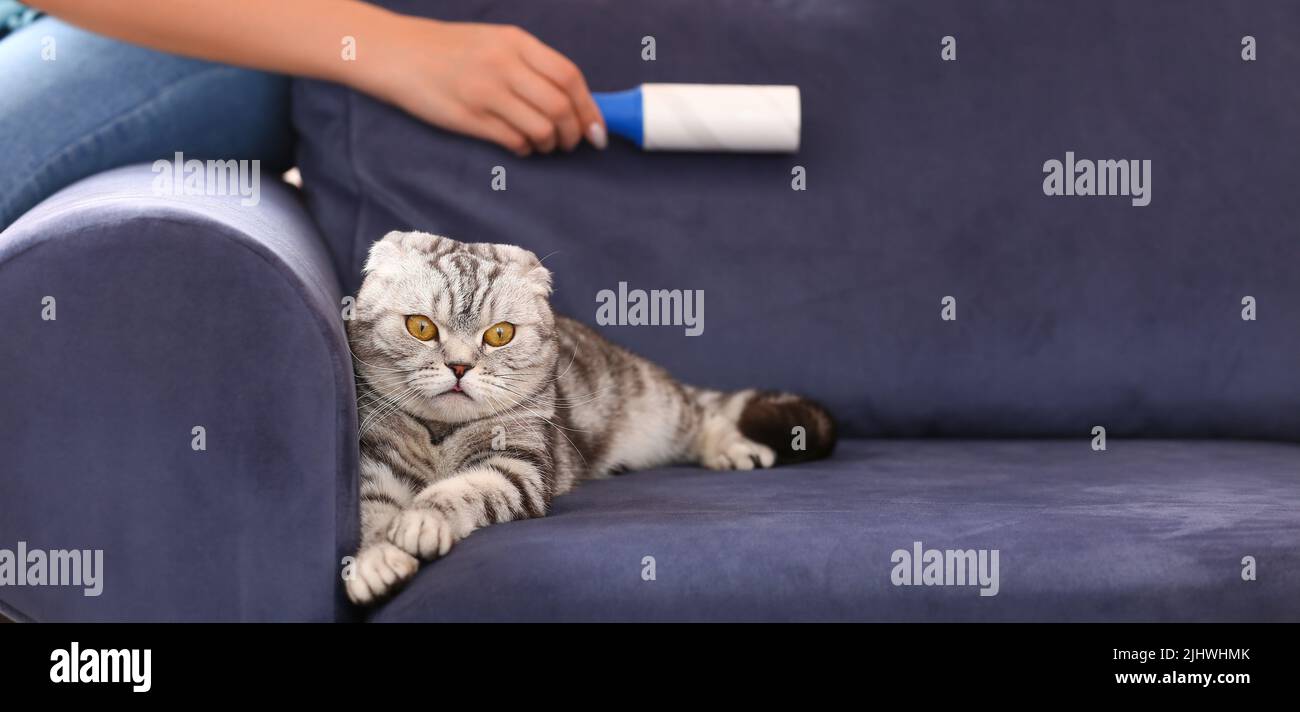 Woman removing cat's hair from sofa at home Stock Photo Alamy