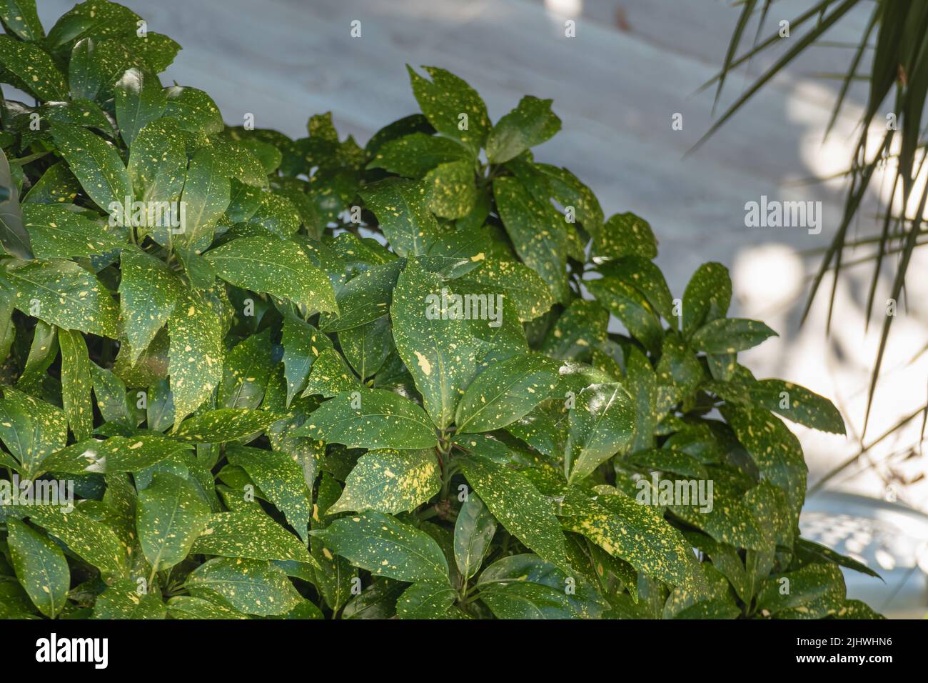 Aucuba japonica plant hi-res stock photography and images - Alamy
