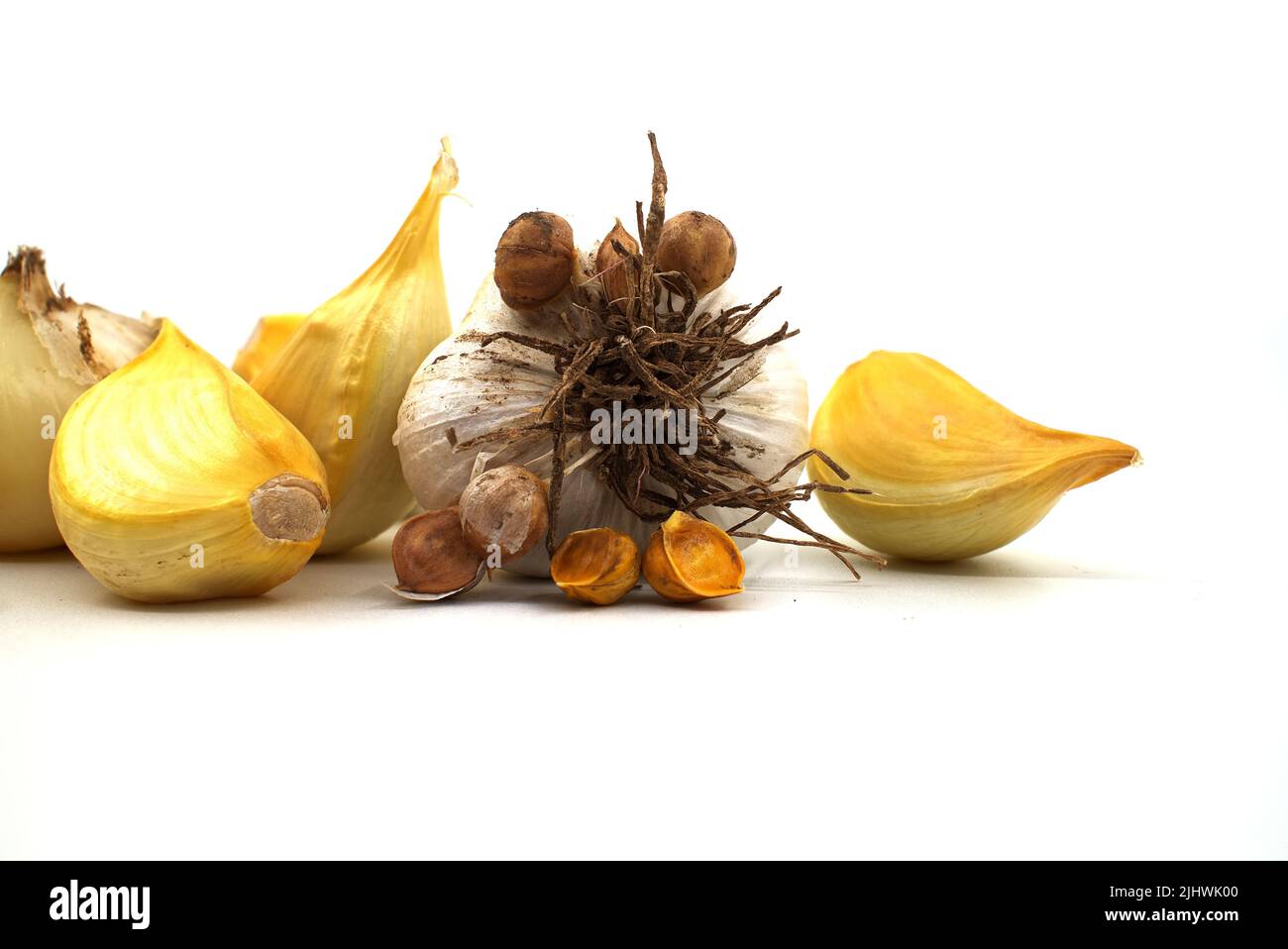 Elephant garlic (Allium ampeloprasum) bulb with corms and separated cloves prepared for planting over a white background Stock Photo