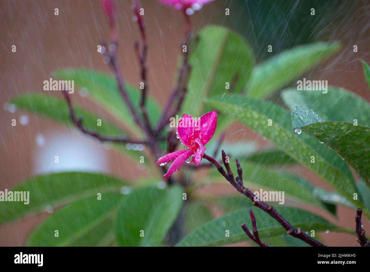 Frangipani (Plumeria rubra) with raindrops. Flowers used in Hawaiian