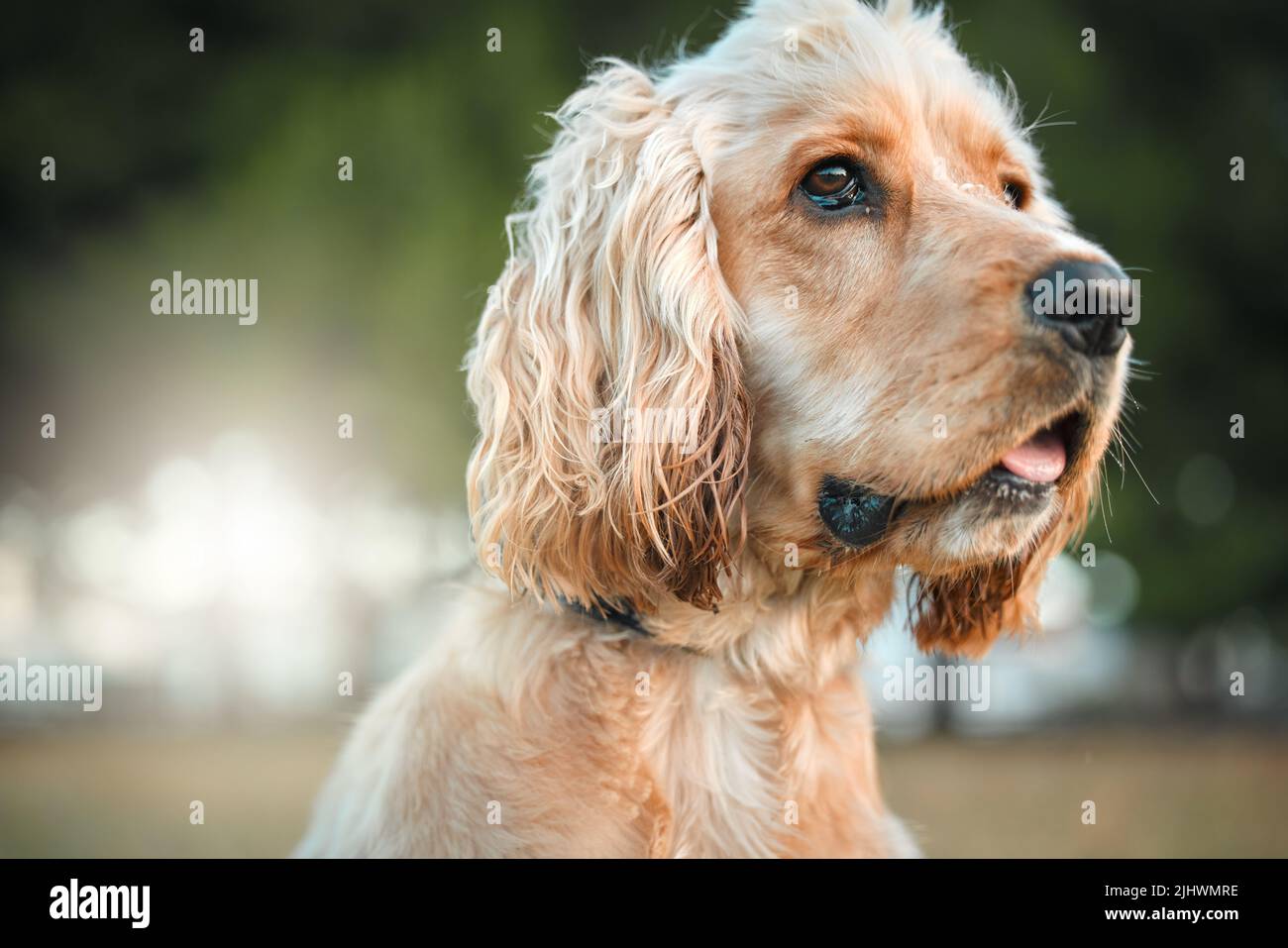 1,544 Dog Show Girl Stock Photos - Free & Royalty-Free Stock Photos from  Dreamstime