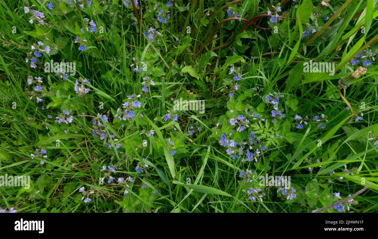 Green grass with Germander speedwell flowers. close photo. Background with yellow and green plants. Stock Photo