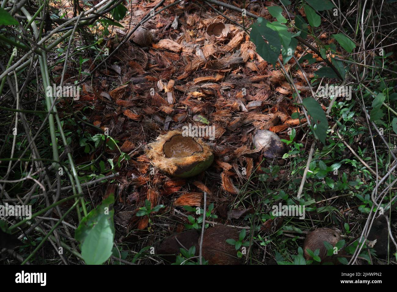 A half eaten coconut fruit with lots of coconut husks on a temporary Porcupines shelter at a forest area Stock Photo