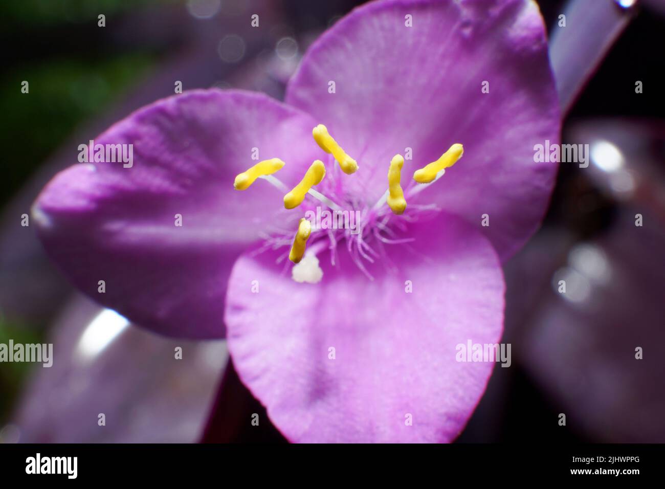 A beautiful purple tradescantia flower blooming in a garden Stock Photo