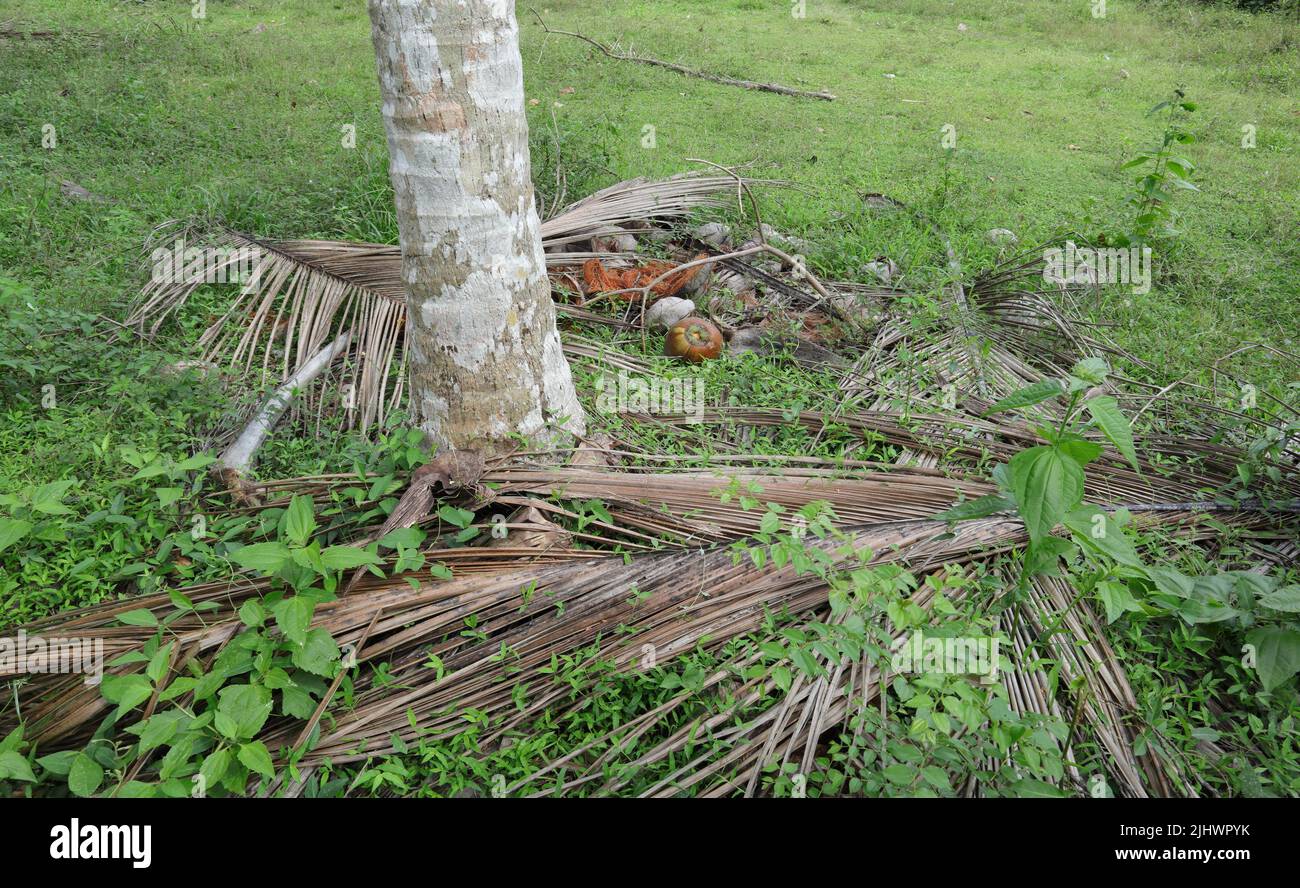 A coconut tree base view with a fallen coconut near the tree at coconut plantation in Sri Lanka Stock Photo