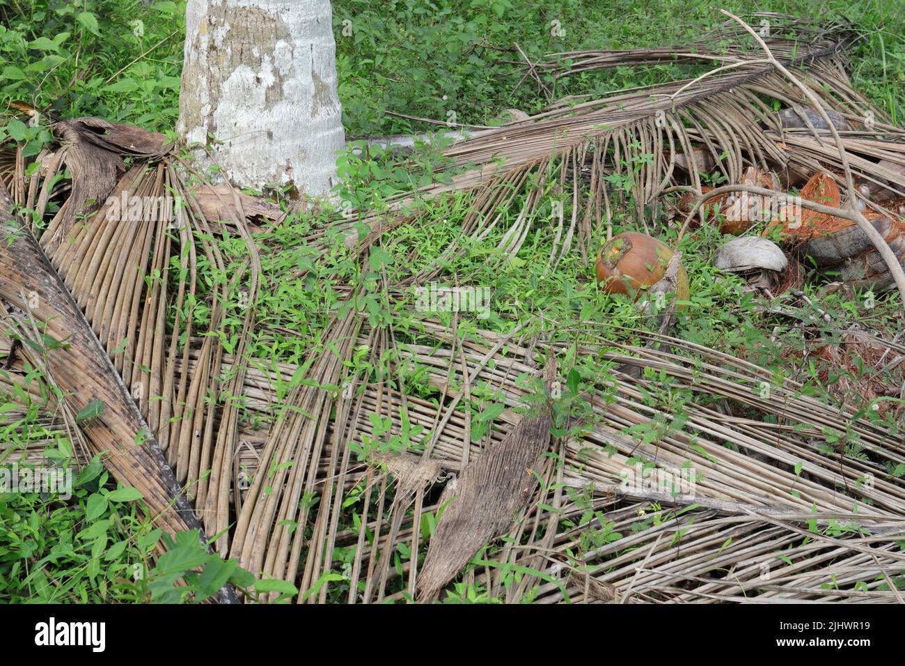 A base view of coconut palm with a fallen coconut close to the tree at the coconut plantation in Sri Lanka. Stock Photo