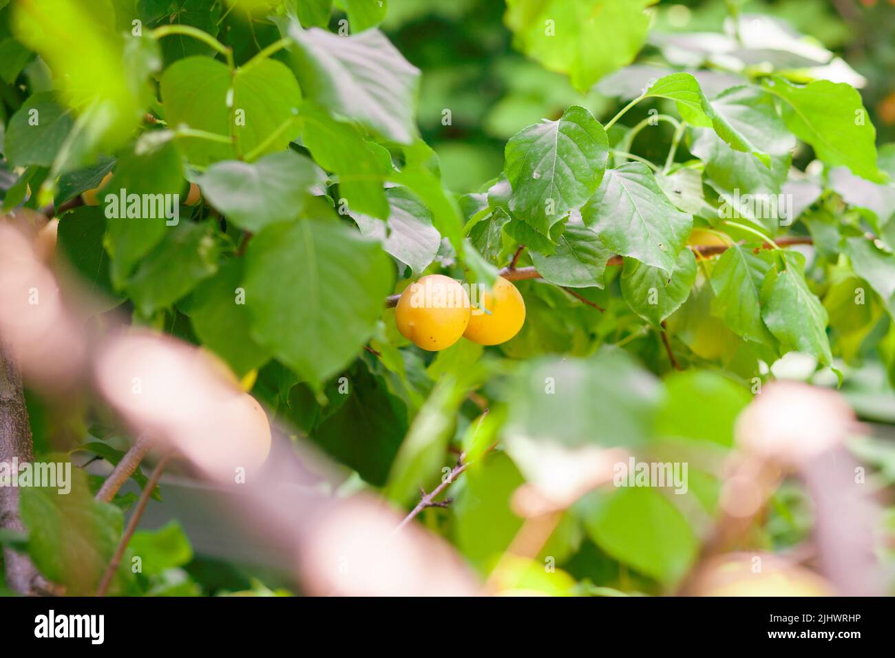 Apricot tree fruit hires stock photography and images Alamy