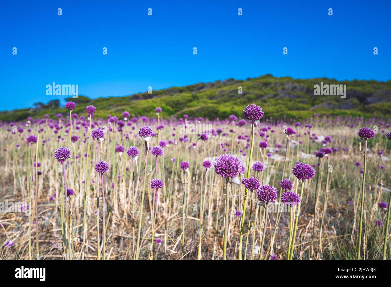 Wild garlic flowers on the Tremiti islands, Italy Stock Photo