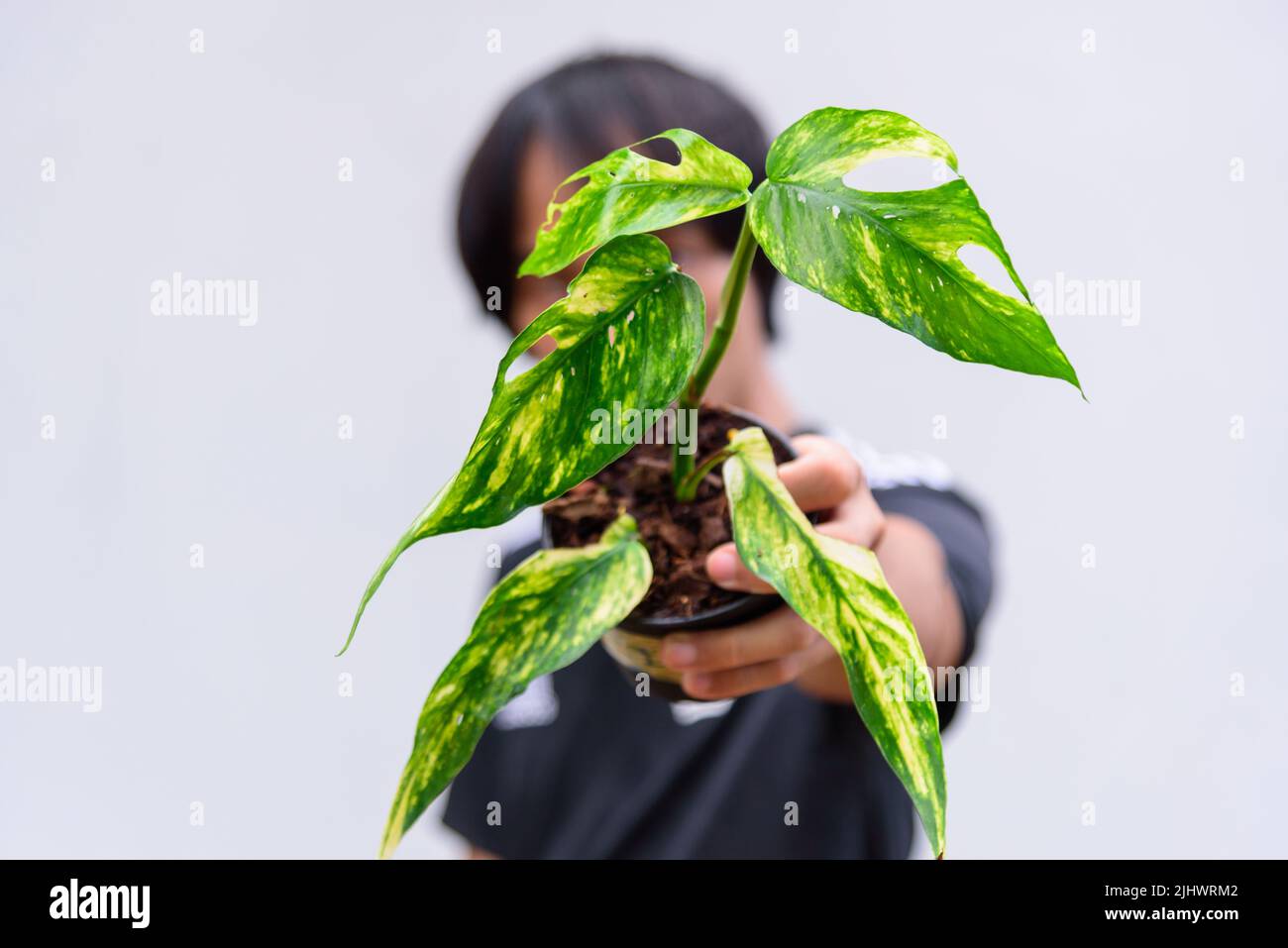 Pinnatum hi-res stock photography and images - Page 3 - Alamy