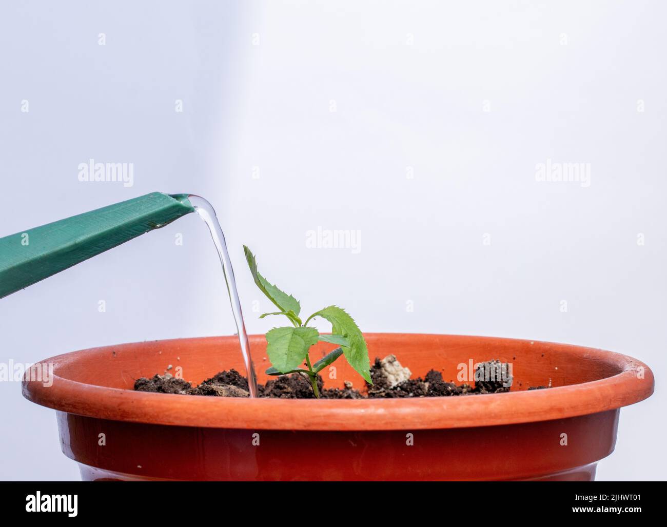 Watering Process Environmental review process hi-res stock photography and images - Alamy