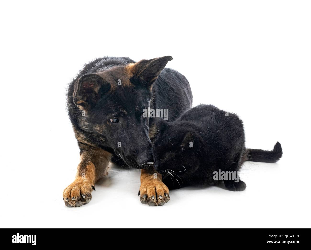 Photo inspiration: Picture Idea: Young German Shepherd And Cat In Front Of White Background