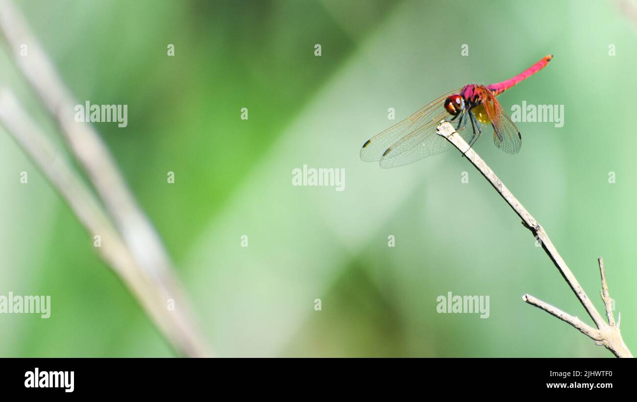 Beautiful red dragonfly on a stem Stock Photo - Alamy