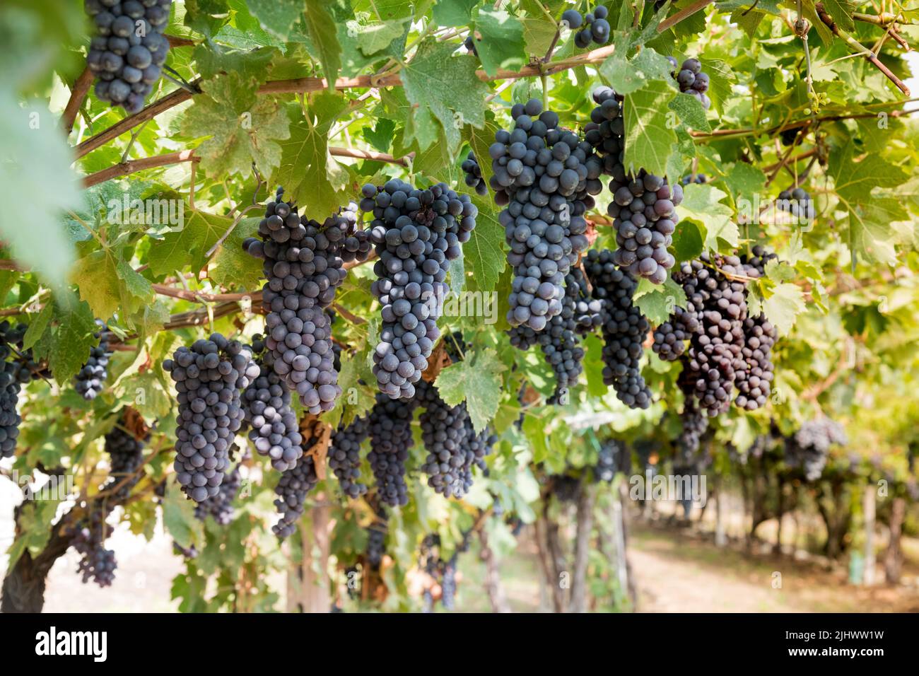 Closeup abundance of black tasty ripe grape bunches hanging on tree branches with lush green leaves in vineyard in countryside Stock Photo