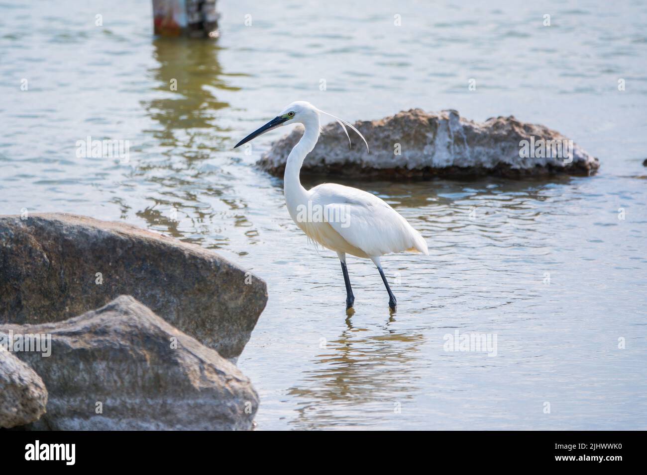 The small white heron or Little egret stands in the lake. Small White