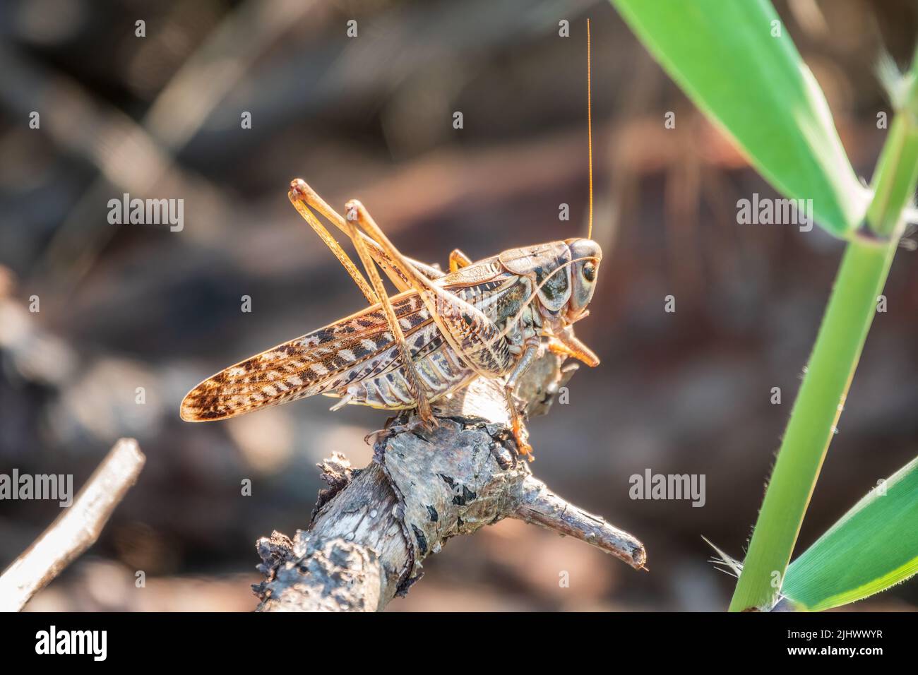 A large brown locust, Locusta migratoria, with a pattern on its body sits  on branch among green vegetation in a summer garden. The migratory locust  is Stock Photo - Alamy