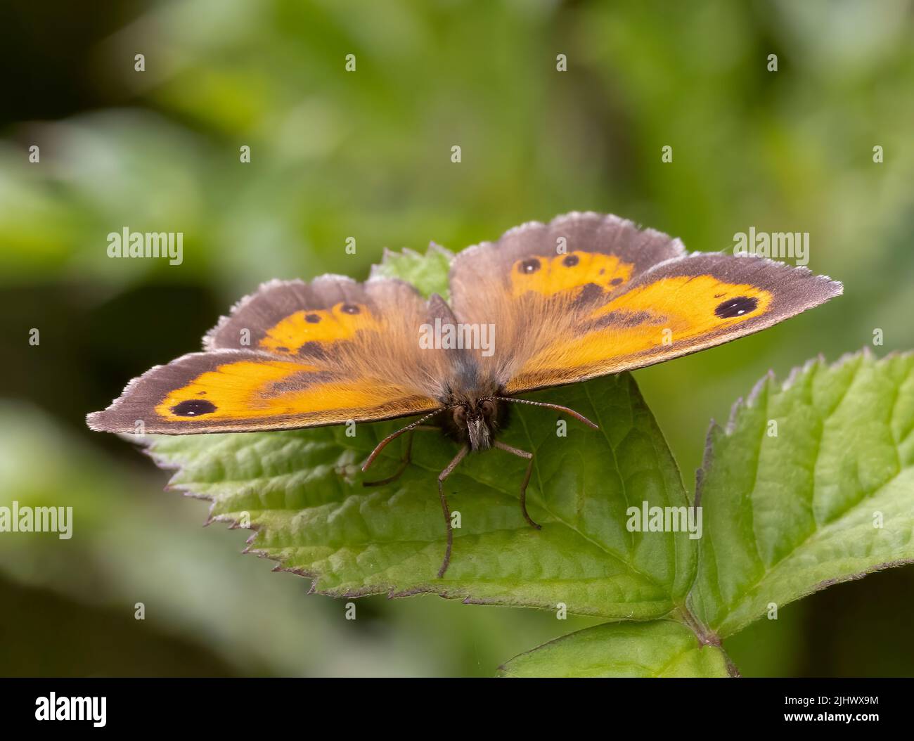 A Gatekeeper butterfly, (Pyronia tithonus), also known as the Hedge Brown, at rest on a Bramble leaf Stock Photo