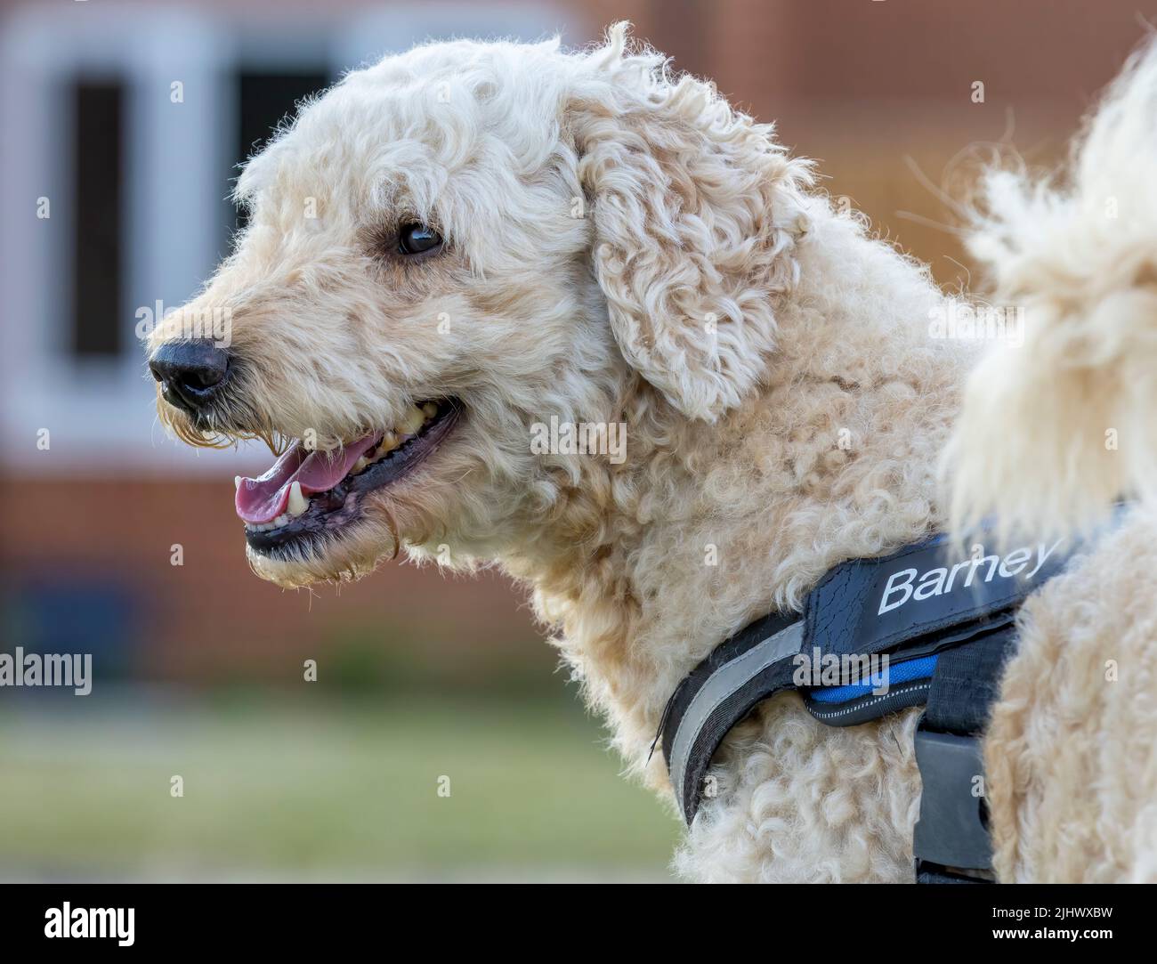 A beautiful beige / apricot coloured Labradoodle dog, wearing a harness