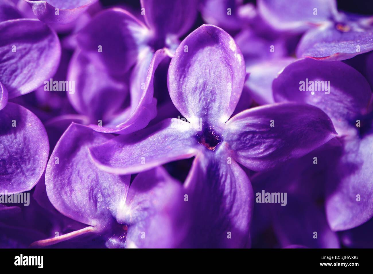 Macro image of spring lilac violet flowers Stock Photo - Alamy