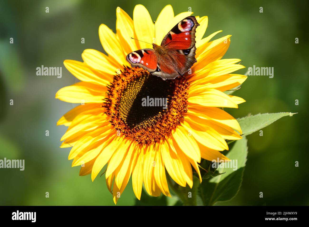 Peacock butterfly (Aglais io) on a sunflower (Helianthus annuus), Bavaria, Germany, Europe Stock Photo
