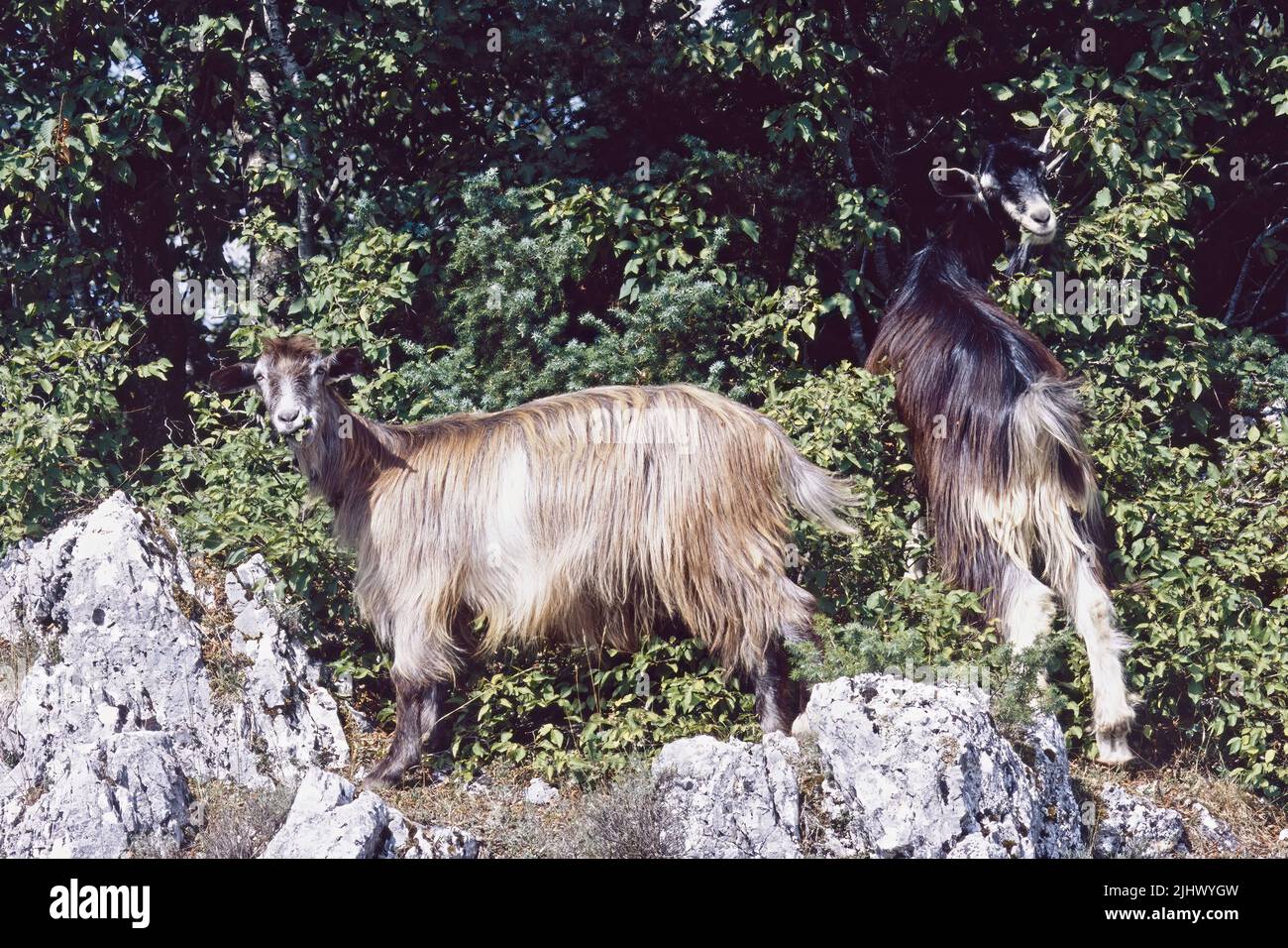 Domestic goats graze in a wooded mountain area Stock Photo