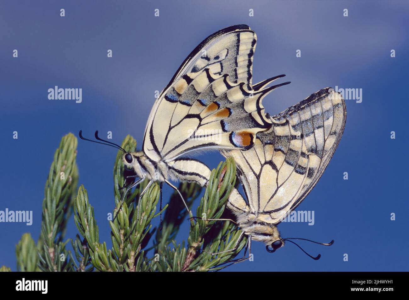 couple of Old World swallowtail  butterflies in mating, Papilio machaon; Papilionidae Stock Photo