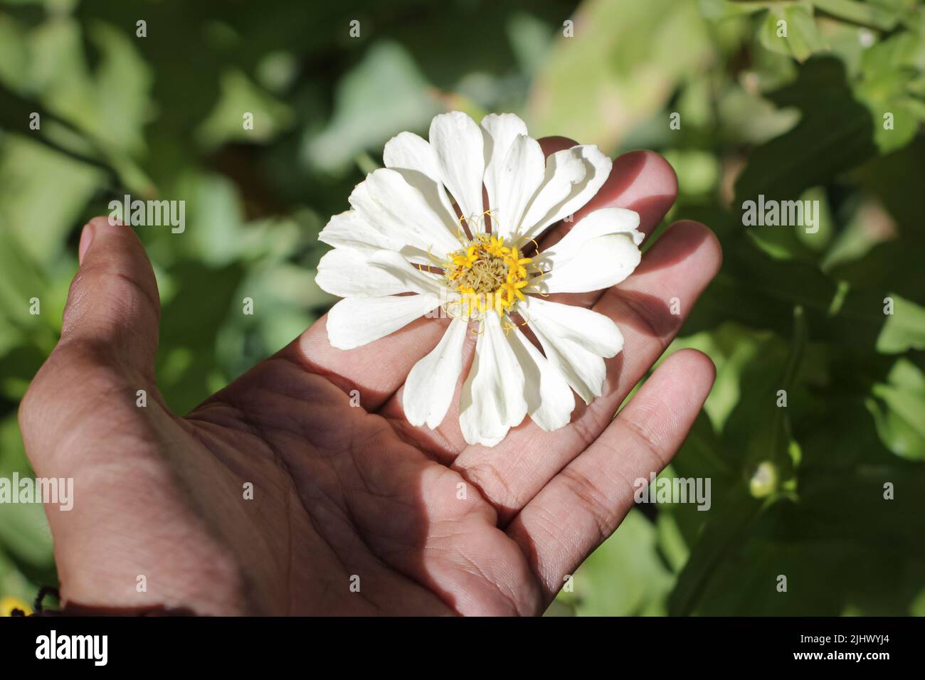 Aesthetic white zinnia flower in hand Stock Photo Alamy
