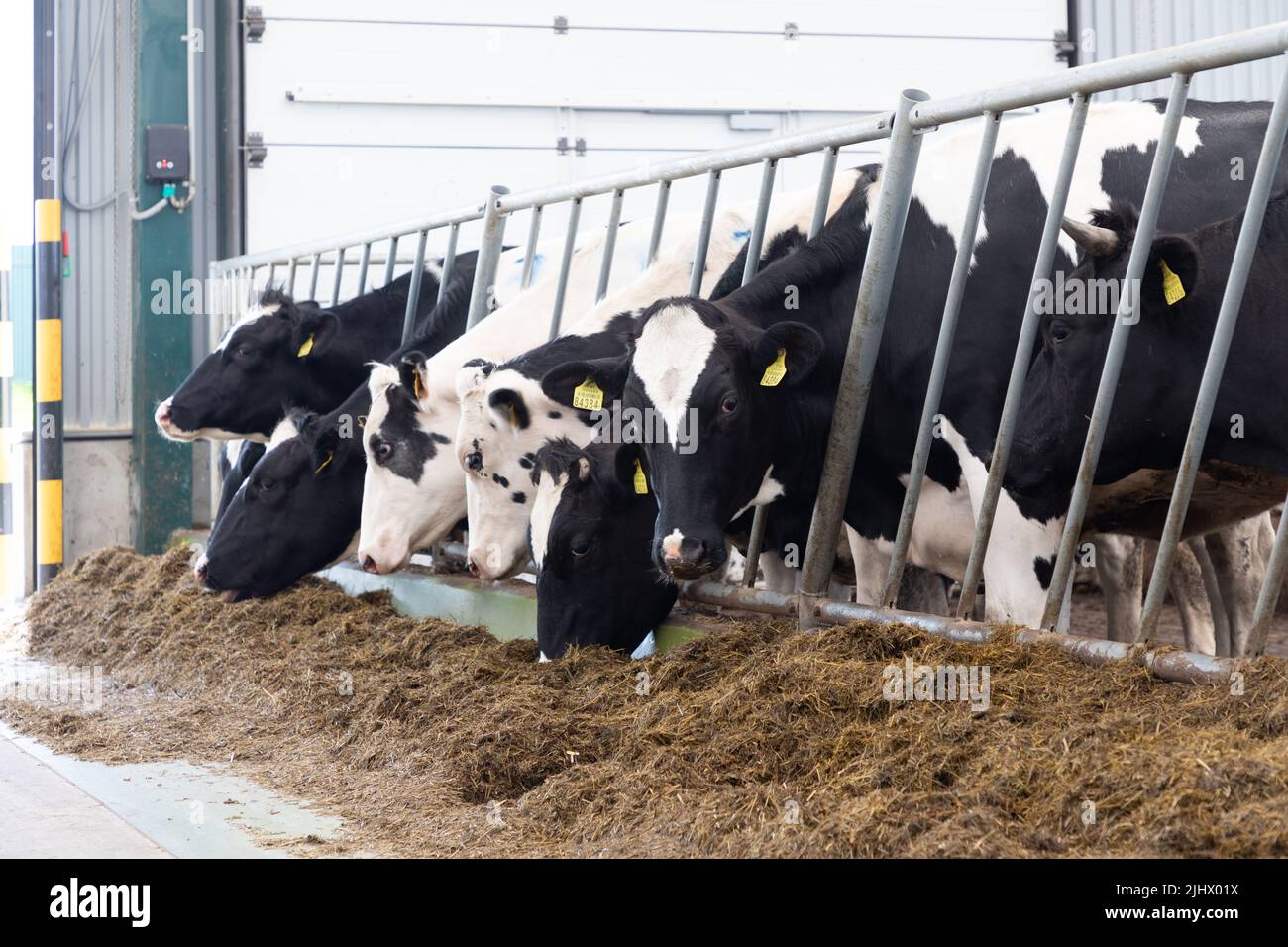 dairy cows eat compound feed on a modern dairy farm Stock Photo Alamy