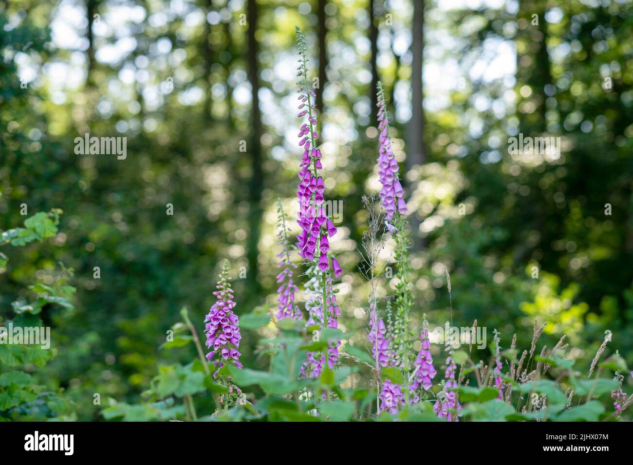 Fingerhut (digitalis purpurea) Stock Photo