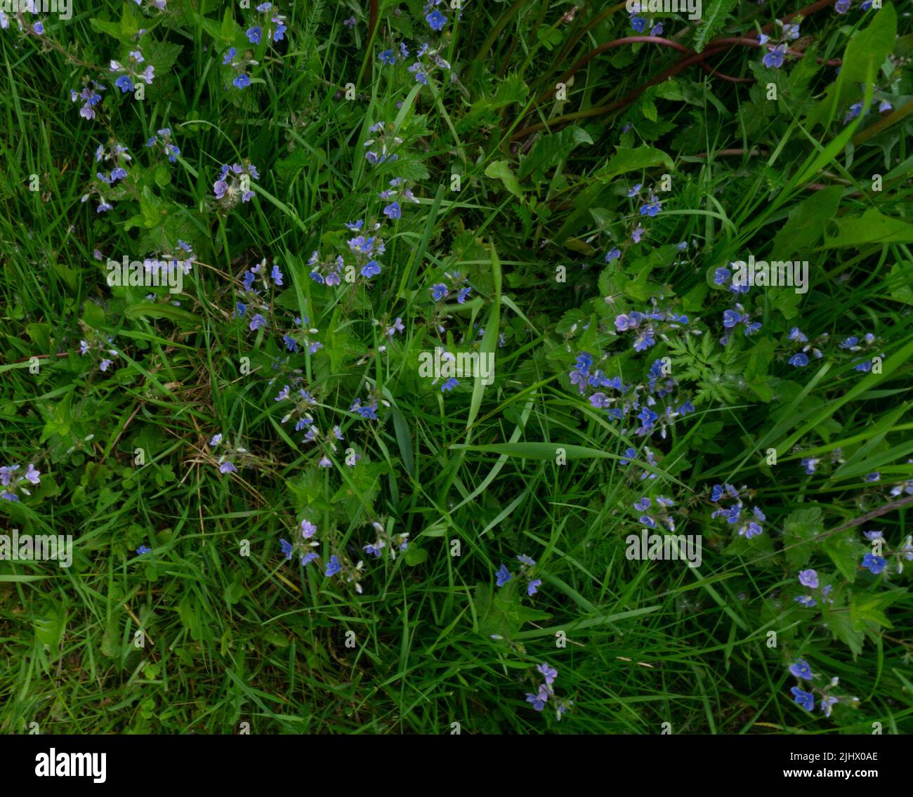 Green grass with Germander speedwell flowers. close photo. Background with yellow and green plants. Stock Photo